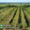KRAM56014-10-1024